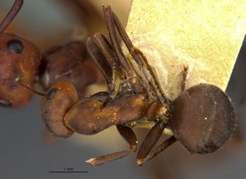 Media type: image;   Entomology 8917 Aspect: habitus dorsal